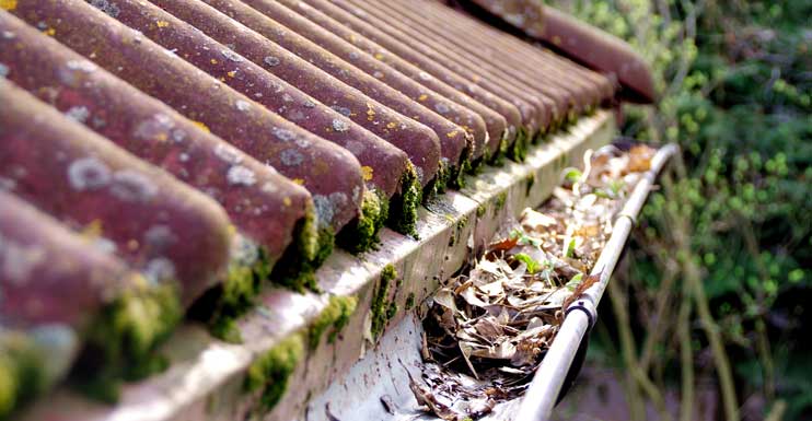 Remove Roof Moss