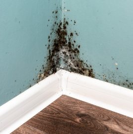 Tackling the Mould Crisis This Winter